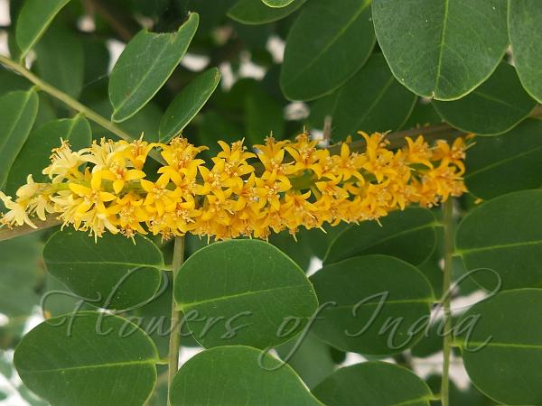 Red Bead Tree
