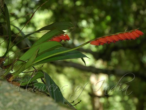 Red Cryptochilus