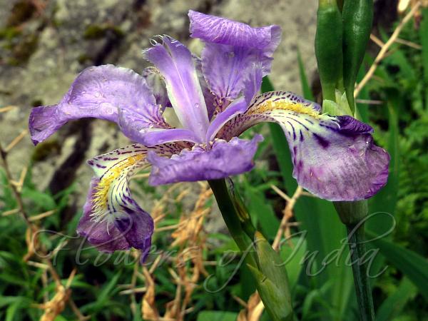 Red Flower Iris