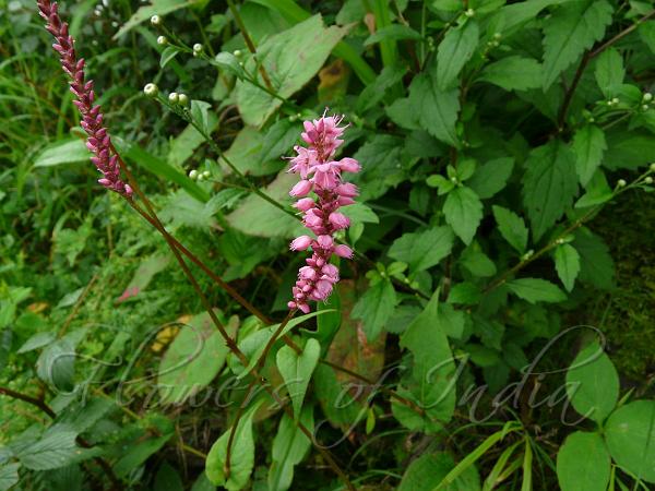 Red Mountain Fleeceflower