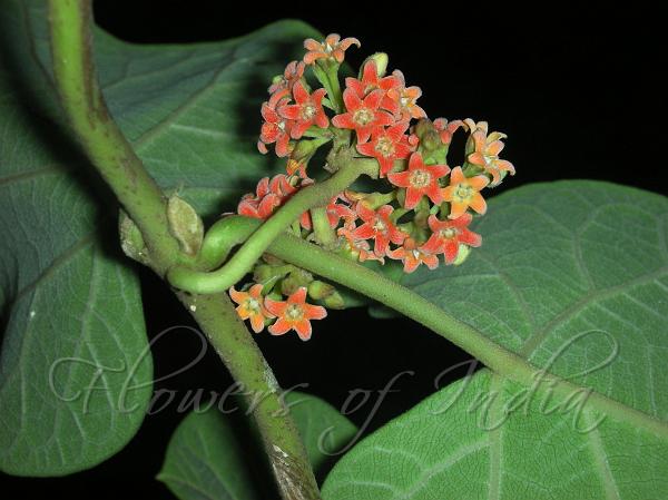 Red Pergularia