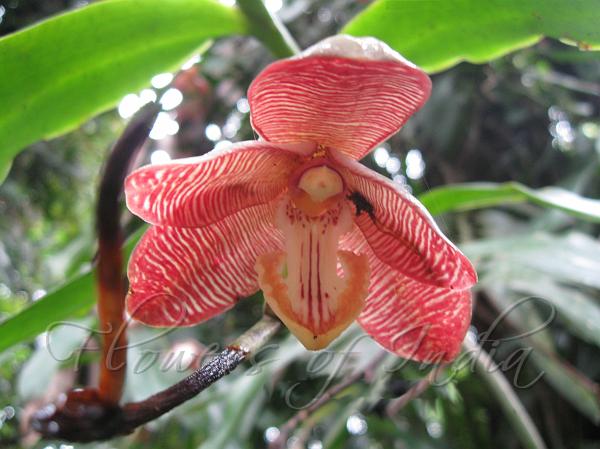 Red Spider Orchid