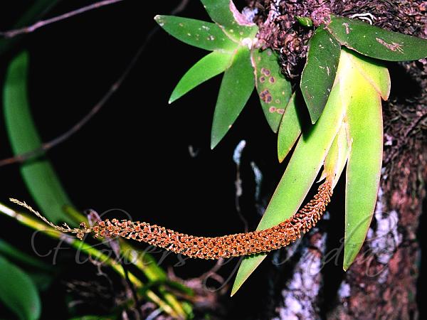 Red-Spike Oberonia