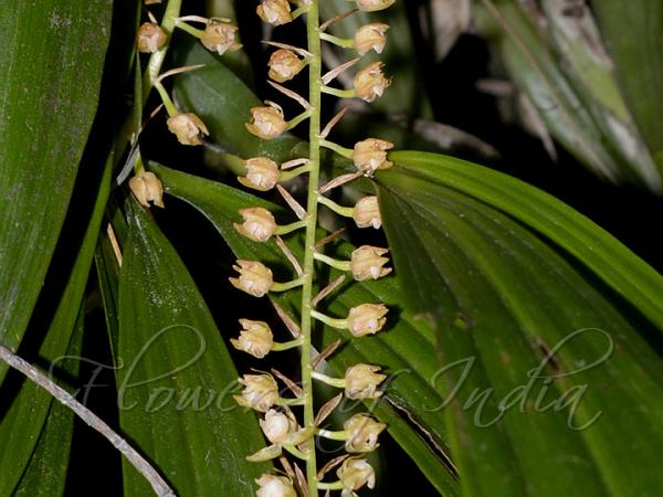 Reddish Coelogyne