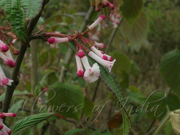 Reddish Viburnum