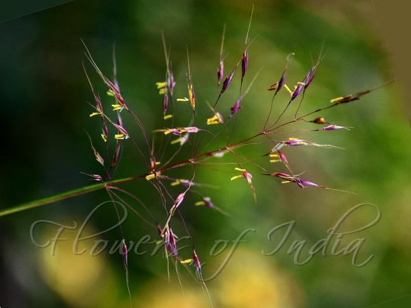 Reddish-Yellow Beardgrass