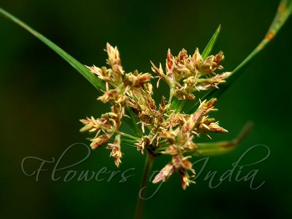 Rice Flat Sedge