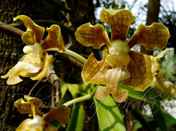 Ridged-Lip Vanda