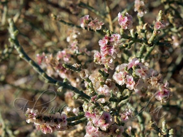 Rimth Saltbush