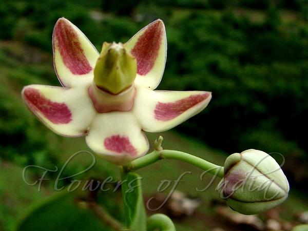Ringed Swallow-Wort