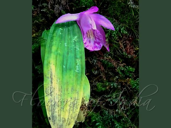 Rock-Dwelling Pleione