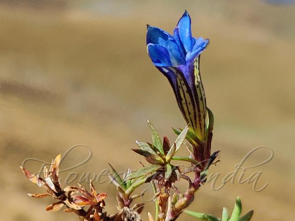 Roopkund Gentian