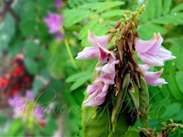 Rosary Pea