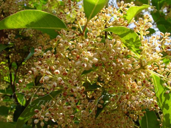 Rose Sandalwood