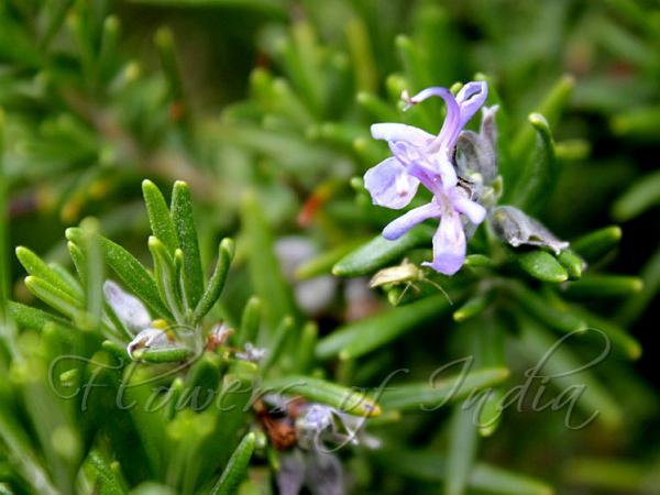 Rosemary
