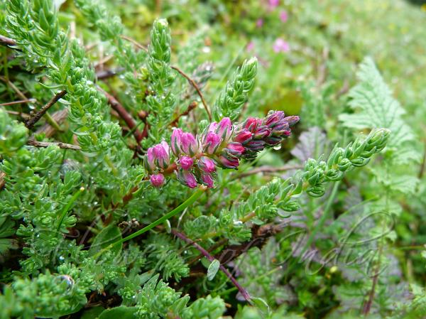 Rosy False Tamarisk
