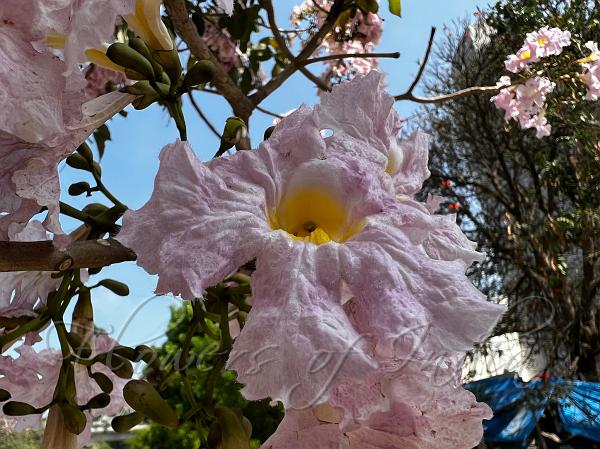 Rosy Trumpet Tree