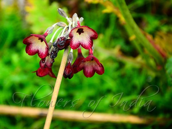 Rosy-Bells Primrose