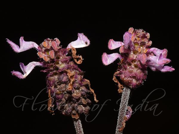Rough Wild Lavender