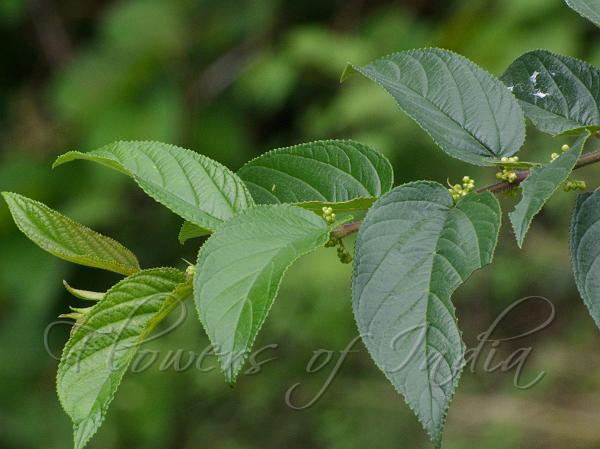 Rough-Leaf Charcoal Tree