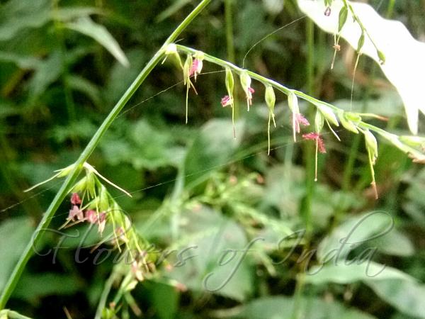 Running Mountain Grass