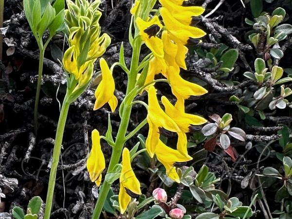 Rush Corydalis