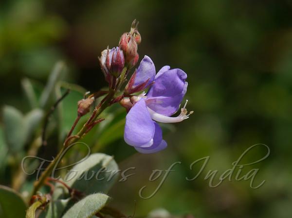 Rusty Desmodium