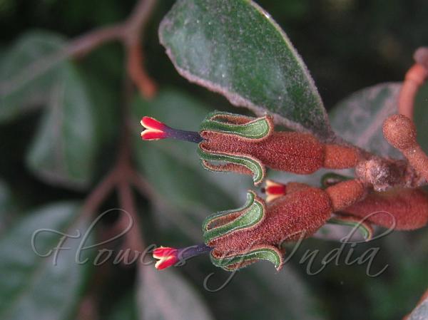 Rusty Mistletoe