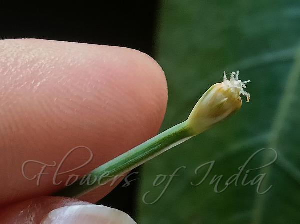Rusty Sedge