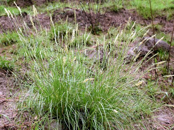 Sabai Grass