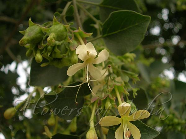 Sage Glorybower