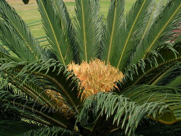 Sago Palm