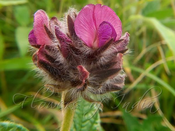 Sahyadri Flemingia