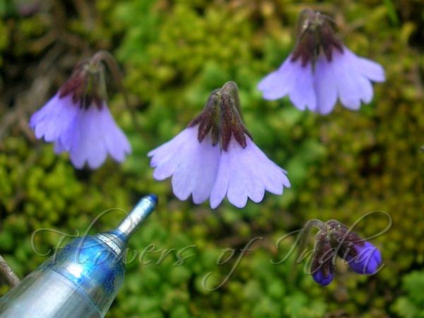 Sapphire Primrose