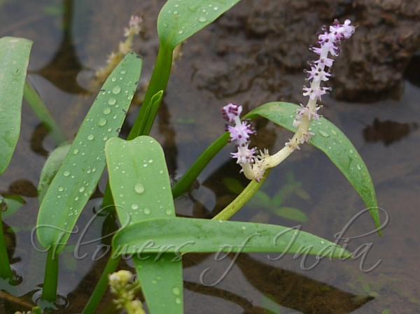Satara Lace Plant