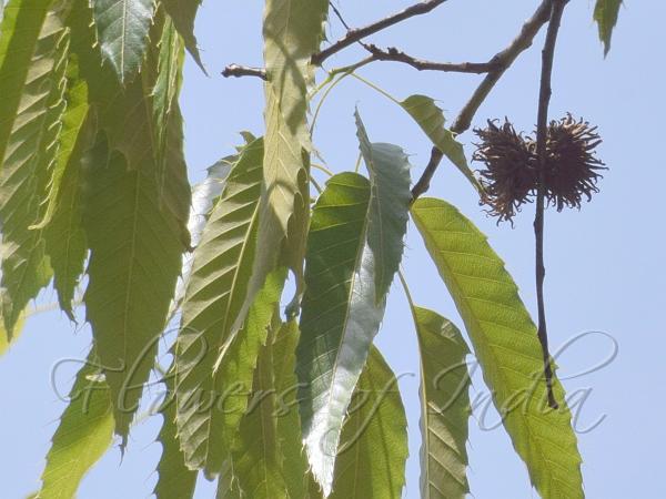 Sawtooth Oak