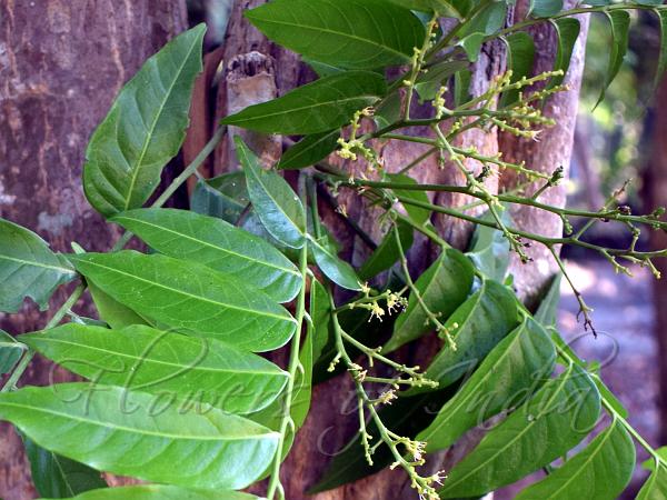 Scaly Ash Tree