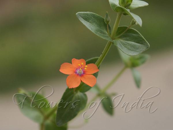 Scarlet Pimpernel