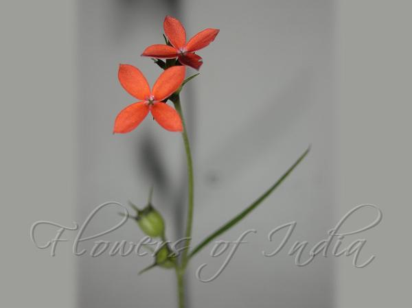 Scarlet Snake-Needle Grass