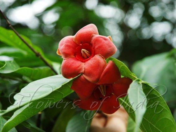 Scarlet Wrightia