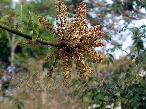 Schefflera Vine