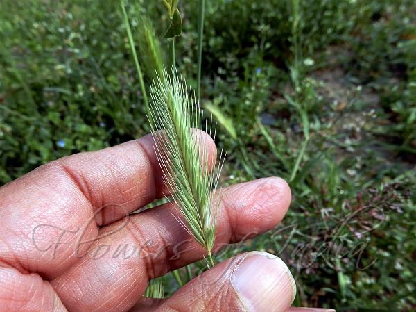 Sea Barley