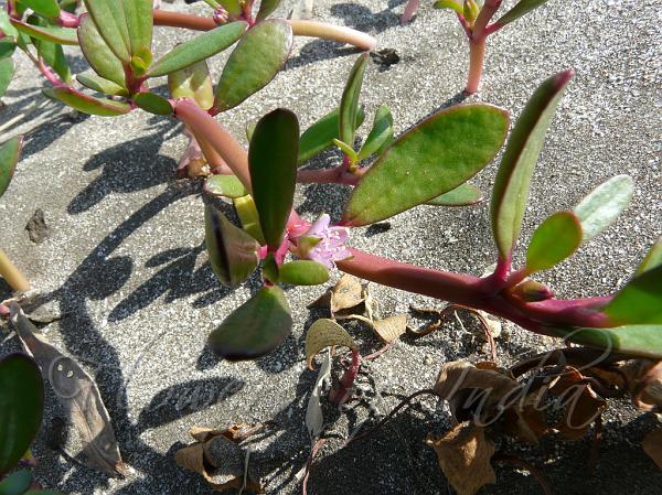 Sea Purslane