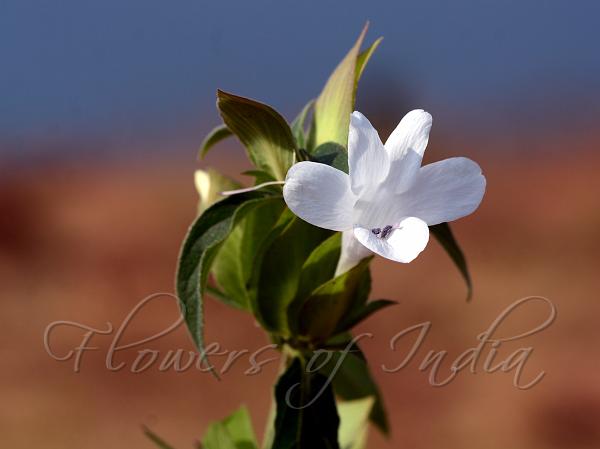 Sepalous Bush-Violet