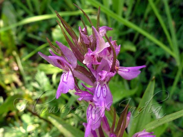 Shady Marsh Orchid