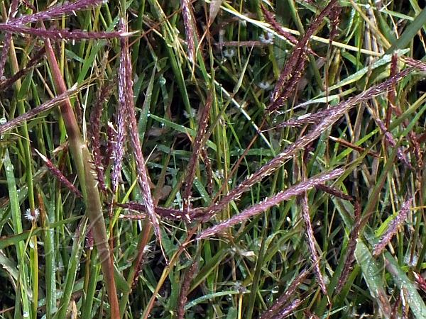 Sheda Grass
