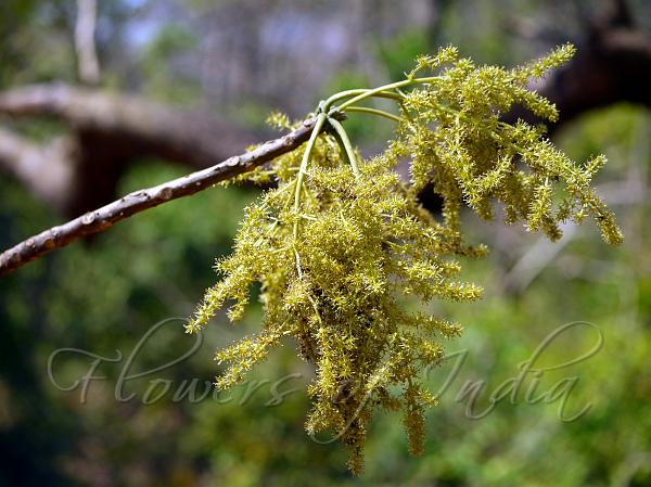 Shidam Tree