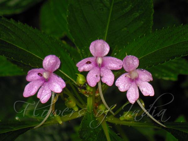 Shimoga Balsam