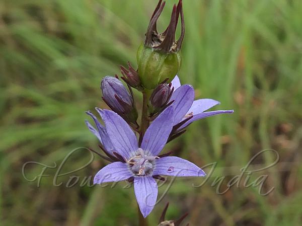 Shining Bellflower