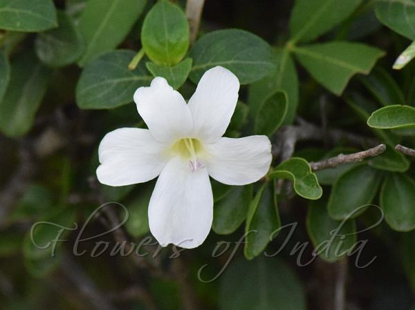 Shining Bush-Violet
